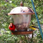 Northern cardinal with American goldfinch