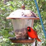 Northern cardinal