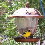 American goldfinch