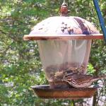 Sparrow