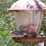 Brown headed nuthatch
