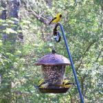 American goldfinches