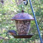 Bluebird