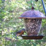 Bluebird