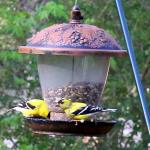 American goldfinches