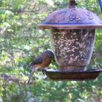 Bluebird