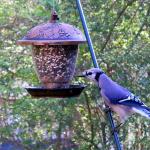 Blue jay