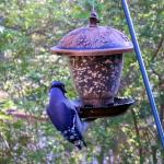 Blue jay