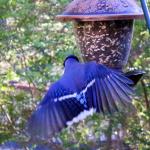 Blue jay