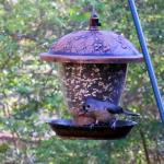 Titmouse