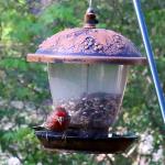 House finch