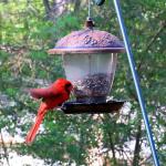 Northern cardinal