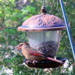 Northern cardinal (female)