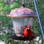 Northern cardinal