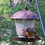 Northern cardinal (female)