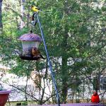 American goldfinch with male and female Northern cardinals