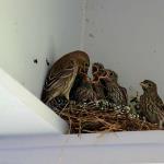 Female house finch feeds 6 baby finches