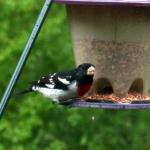 Male rose breasted grosbeak