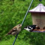 Female and male rose breasted grosbeaks