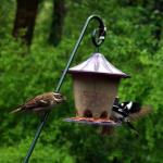 Male rose breasted grosbeak shows black and white wing patten