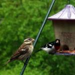 Grosbeak pair