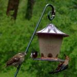 Red bellied woodpecker invades grosbeak feeding epsiode
