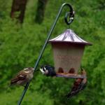 Male rose breasted grosbeak checks to see if red bellied woodpecker has a red belly