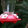 Ruby throated hummingbird peeks around feeder