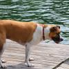 Molly on Gignilliats' dock