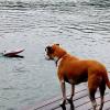 Molly watches RC powerboat from dock