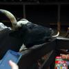 Longhorn cow with craving for Froot Loops