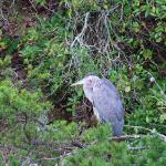 Blue heron on bank of Lake Burton, August 28, 2015