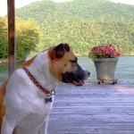 Molly on Gignilliats' dock at Lake Burton, August 28, 2015