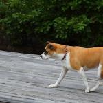 Molly enjoying watching Sam's remote control speedboat from the Gignilliats' dock at Lake Burton, August 30, 2015