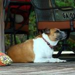 Molly relaxes at the dock