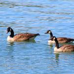 Canadian geese check out the dock