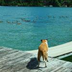 Molly checks out the 18 Canadian geese swimming by