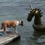 Molly inspects Loch Ness Monster float which mysteriously appeared (owner unknown) at the dock