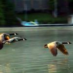 Canadian geese in flight low over Lake Burton