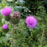 Thistles on edge of Timpson Cove Road