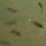 Fish enjoying bread tossed from boat house