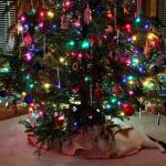 Celeste relaxing under our Christmas tree
