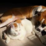 Molly and Celeste enjoy sunshine in office, February 7, 2015