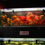 Goldfish Market