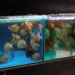 Goldfish Market