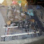 Bird Market