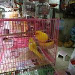 Bird Market