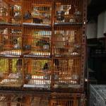 Yuen Po Street Bird Market next to the Flower Market