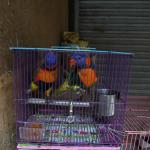 Yuen Po Street Bird Market
