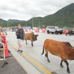 Sam near two of 12-15 cattle roaming freely around Tai O